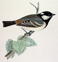 Mésange noire. Dessin. Cliquer pour agrandir l'image.