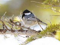Mésange noire. Cliquer pour agrandir l'image.