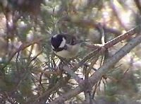 Mésange noire. Cliquer pour agrandir l'image.