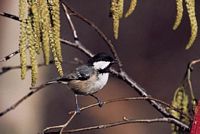 Mésange noire. Cliquer pour agrandir l'image.