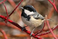 Mésange noire. Cliquer pour agrandir l'image.