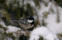 Mésange noire. En hiver. Cliquer pour agrandir l'image.