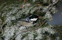 Mésange noire. Cliquer pour agrandir l'image.