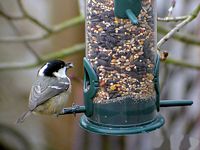 Mésange noire. Mangeoire. Cliquer pour agrandir l'image.