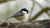 Mésange noire. Cliquer pour agrandir l'image.