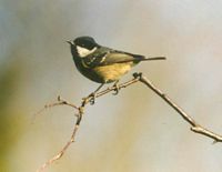 Mésange noire. Cliquer pour agrandir l'image.