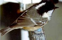 Mésange noire. Cliquer pour agrandir l'image.