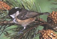 Mésange noire. Cliquer pour agrandir l'image.