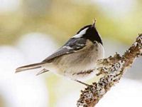 Mésange noire. Cliquer pour agrandir l'image.