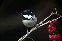 Mésange noire. Cliquer pour agrandir l'image.