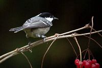 Mésange noire. Cliquer pour agrandir l'image.