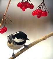 Mésange noire. Cliquer pour agrandir l'image.