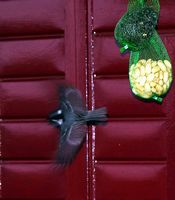 Mésange noire. En vol, Chamalières. Cliquer pour agrandir l'image.
