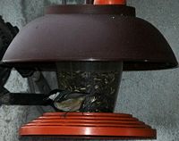 Mésange noire. Sur mangeoire, Chamalières. Cliquer pour agrandir l'image.