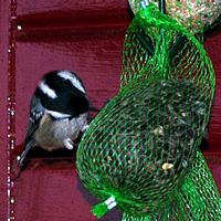 Mésange noire. Chamalières. Cliquer pour agrandir l'image.