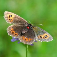 Moiré franconien. Femelle parasitee, Cheires de Côme. Cliquer pour agrandir l'image.