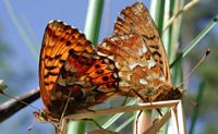 Nacré de la canneberge. Accouplement. Cliquer pour agrandir l'image.