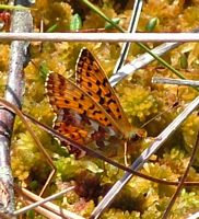 Nacré de la canneberge. Cliquer pour agrandir l'image.