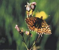 Nacré de la canneberge. Cliquer pour agrandir l'image.