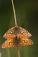 Nacré de la canneberge. Cliquer pour agrandir l'image.