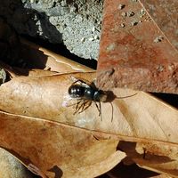 L'osmie cornue. Mâle. Cliquer pour agrandir l'image.