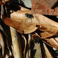 L'osmie cornue. Accouplement. Cliquer pour agrandir l'image.