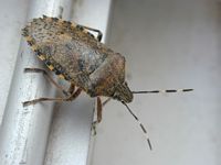 Pentatome des baies. Cliquer pour agrandir l'image.