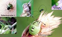 Pentatomidés. Larves. Cliquer pour agrandir l'image.