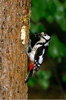 Pic épeiche. Extrayant un insecte d'une écorce. Cliquer pour agrandir l'image.
