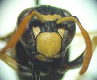 Poliste français. Polistes foederatus. Cliquer pour agrandir l'image.