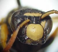 Poliste français. Polistes omissus. Cliquer pour agrandir l'image.