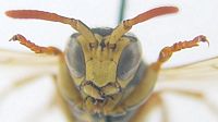 Poliste gaulois. Mâle tête. Cliquer pour agrandir l'image.