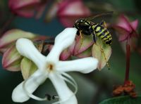 Poliste gaulois. Sur clerodendron, Chamalières. Cliquer pour agrandir l'image.