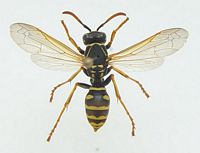 Poliste nymphe. Cliquer pour agrandir l'image.