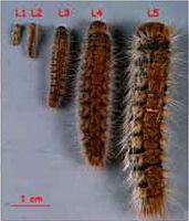 Processionnaire du pin. Chenilles. Cliquer pour agrandir l'image.