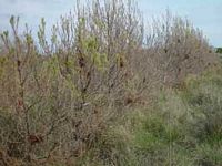 Processionnaire du pin. Defoliation. Cliquer pour agrandir l'image.