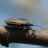 Punaise grise. Sur prunier, Chamalières. Cliquer pour agrandir l'image.
