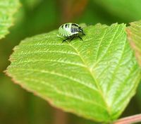 Punaise verte des bois. Juvénile, Cheires de Côme. Cliquer pour agrandir l'image.