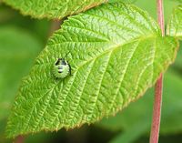 Punaise verte des bois. Juvénile, Cheires de Côme. Cliquer pour agrandir l'image.