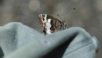 Silène. Sur ma casquette, Côtes de Clermont. Cliquer pour agrandir l'image.