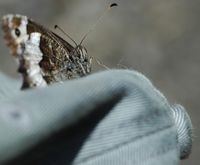 Silène. Sur ma casquette, Côtes de Clermont. Cliquer pour agrandir l'image.