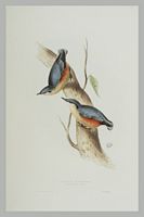 Sittelle torchepot. Gravure Gould. Cliquer pour agrandir l'image.
