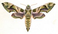 Sphinx du tilleul. Planche Huebner. Cliquer pour agrandir l'image.