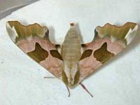Sphinx du tilleul. Cliquer pour agrandir l'image.