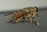 Taon des Sudètes. Taon des Sudètes (auteur Kulac). Cliquer pour agrandir l'image.