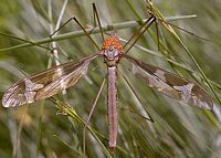 Tipule géante. Transportant des parasitus fucorum. Cliquer pour agrandir l'image.