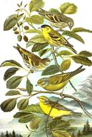 Venturon montagnard. Planche d'identification Naumann. Cliquer pour agrandir l'image.
