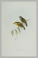 Venturon montagnard. Gravure Gould. Cliquer pour agrandir l'image.