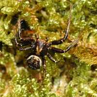 Xysticus cristatus. Cheires de Côme. Cliquer pour agrandir l'image.