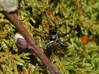 Xysticus cristatus. Cheires de Côme. Cliquer pour agrandir l'image.